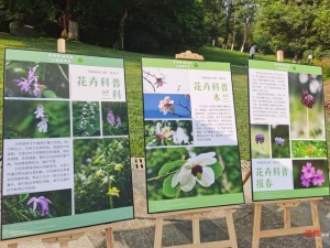 探寻心之月花圃的秘密，发现神秘花卉与珍稀植物