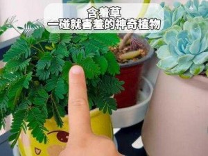 神奇的含羞草、带来幸运的四叶草、象征爱情的三叶草