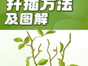 72 种 45 分钟扦插方式嘉善圈——让你轻松成为绿植达人的秘密武器