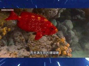 宝藏世界海洋探索者的秘密：探索海洋深处宝藏的攻略秘籍