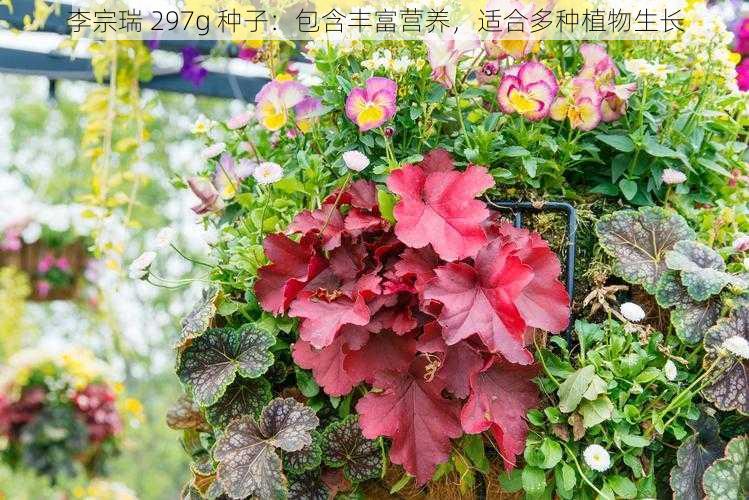 李宗瑞 297g 种子：包含丰富营养，适合多种植物生长