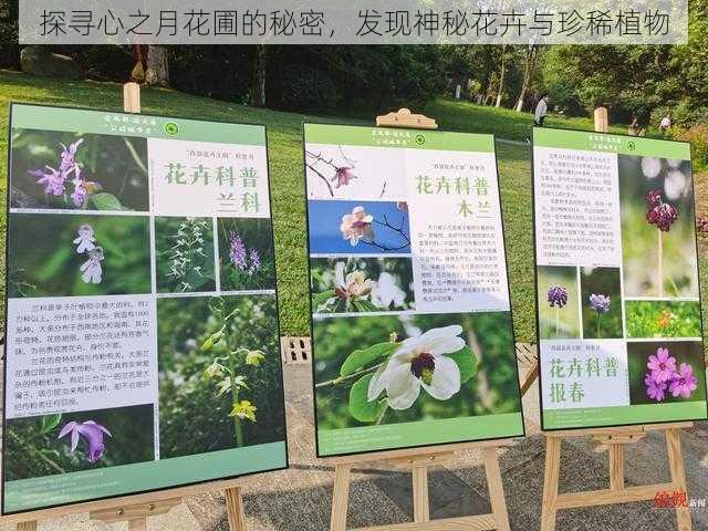 探寻心之月花圃的秘密，发现神秘花卉与珍稀植物