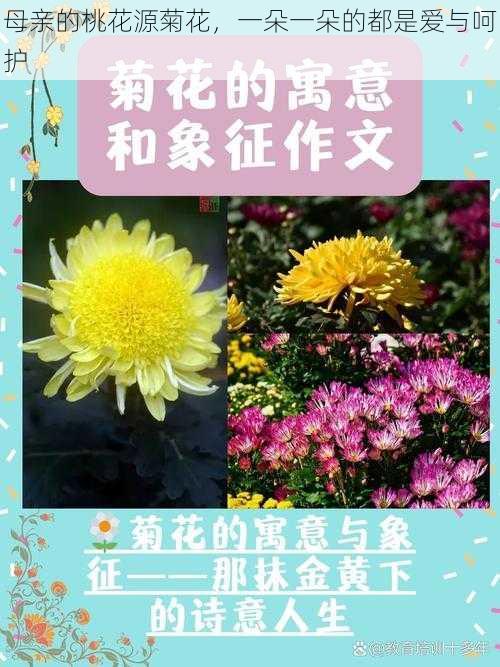 母亲的桃花源菊花，一朵一朵的都是爱与呵护