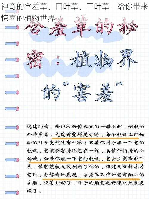 神奇的含羞草、四叶草、三叶草，给你带来惊喜的植物世界